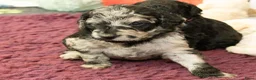 Labradoodle honden te koop: Poedel outcross pups | DNA-geteste ouderdieren - Advertentie 17