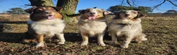Australian Shepherd honden te koop: Australian shepherd pups ( nog 3 beschikbaar  - Advertentie 21