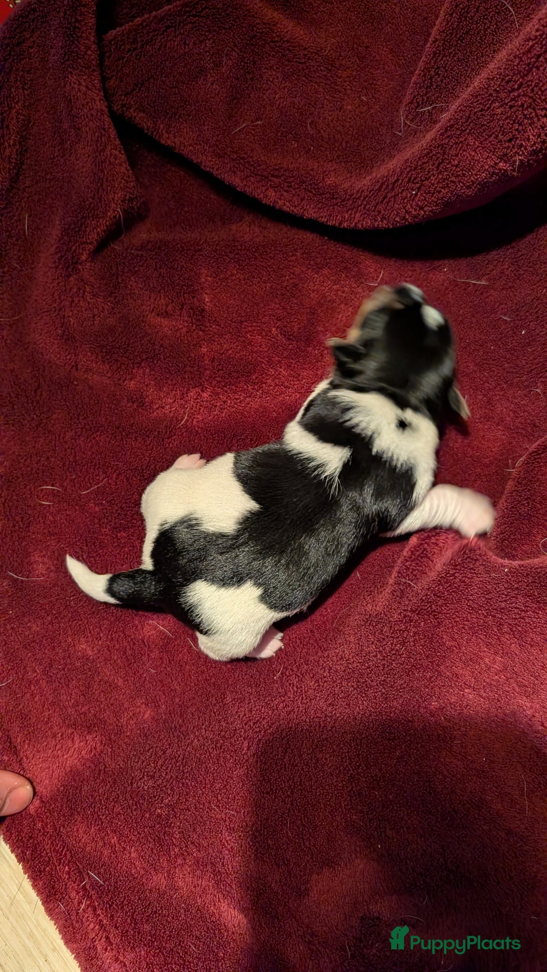 Jack Russel Terriër honden te koop: Jack Russell puppies  - Advertentie 3