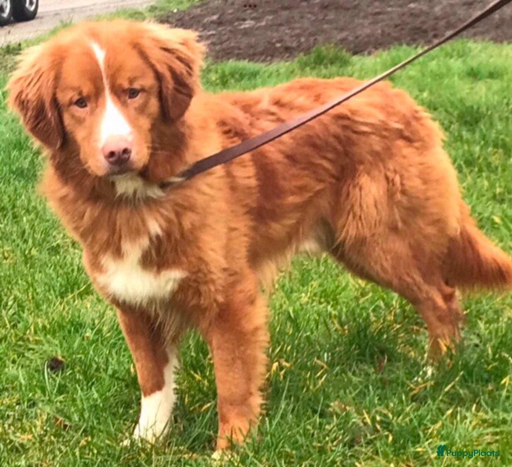 Nova Scotia Duck Tolling Retriever honden Prachtige nova scotia duck tolling retriever pups - Advertentie 2