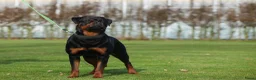 Rottweiler honden te koop: Nog 5 Rottweiler pups uit de volgende combinatie: - Advertentie 1