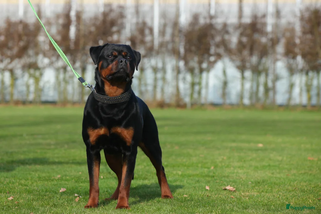 Rottweiler honden te koop: Nog 5 Rottweiler pups uit de volgende combinatie: - Advertentie 1