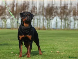 Rottweiler honden Nog 5 Rottweiler pups uit de volgende combinatie: - Advertentie 1