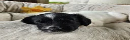 Friese Stabij honden te koop: Prachtige Friese Stabij pups (teefjes) in Readtsjerk - Advertentie 3