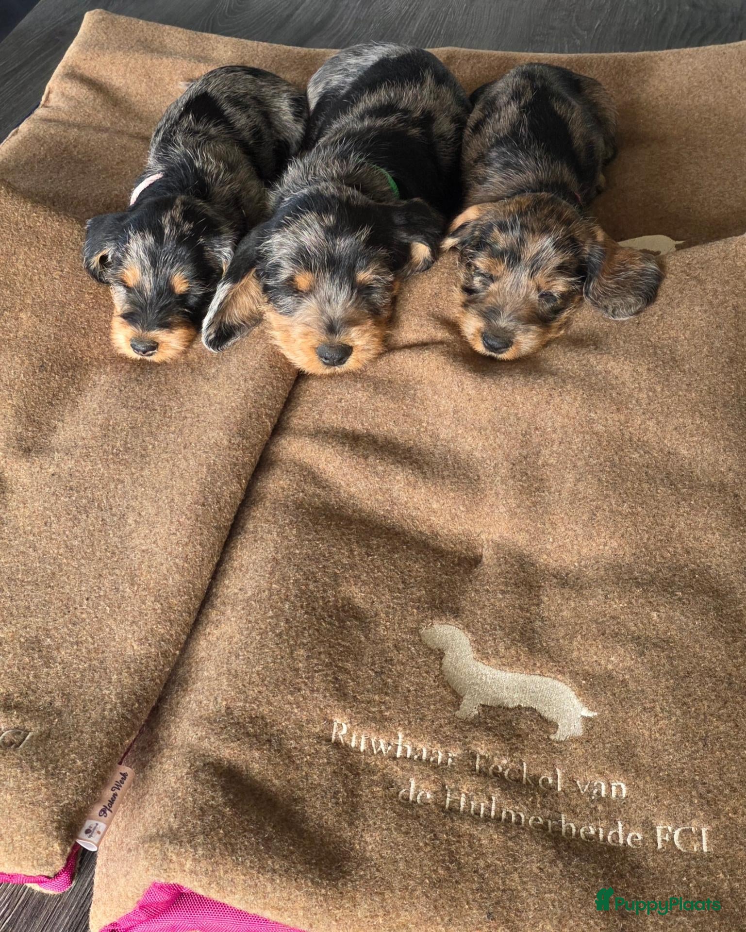 Ruwhaar Teckel honden Standaard Ruwharige Teckelpups met FCI stamboom  - Advertentie 1
