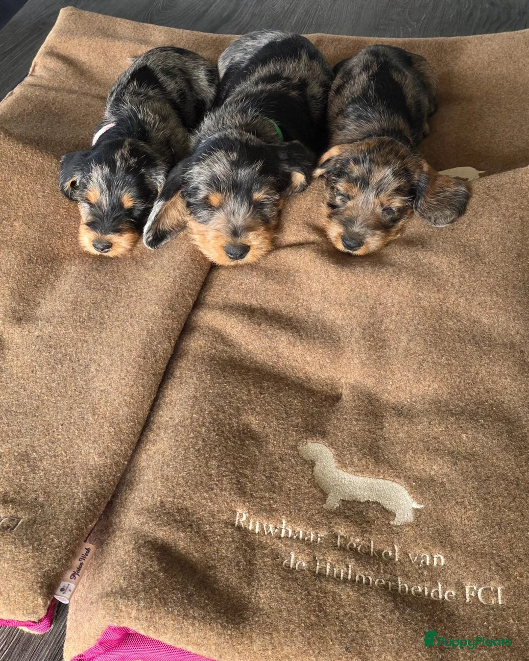 Ruwhaar Teckel honden te koop: Standaard Ruwharige Teckelpups met FCI stamboom  - Advertentie 1