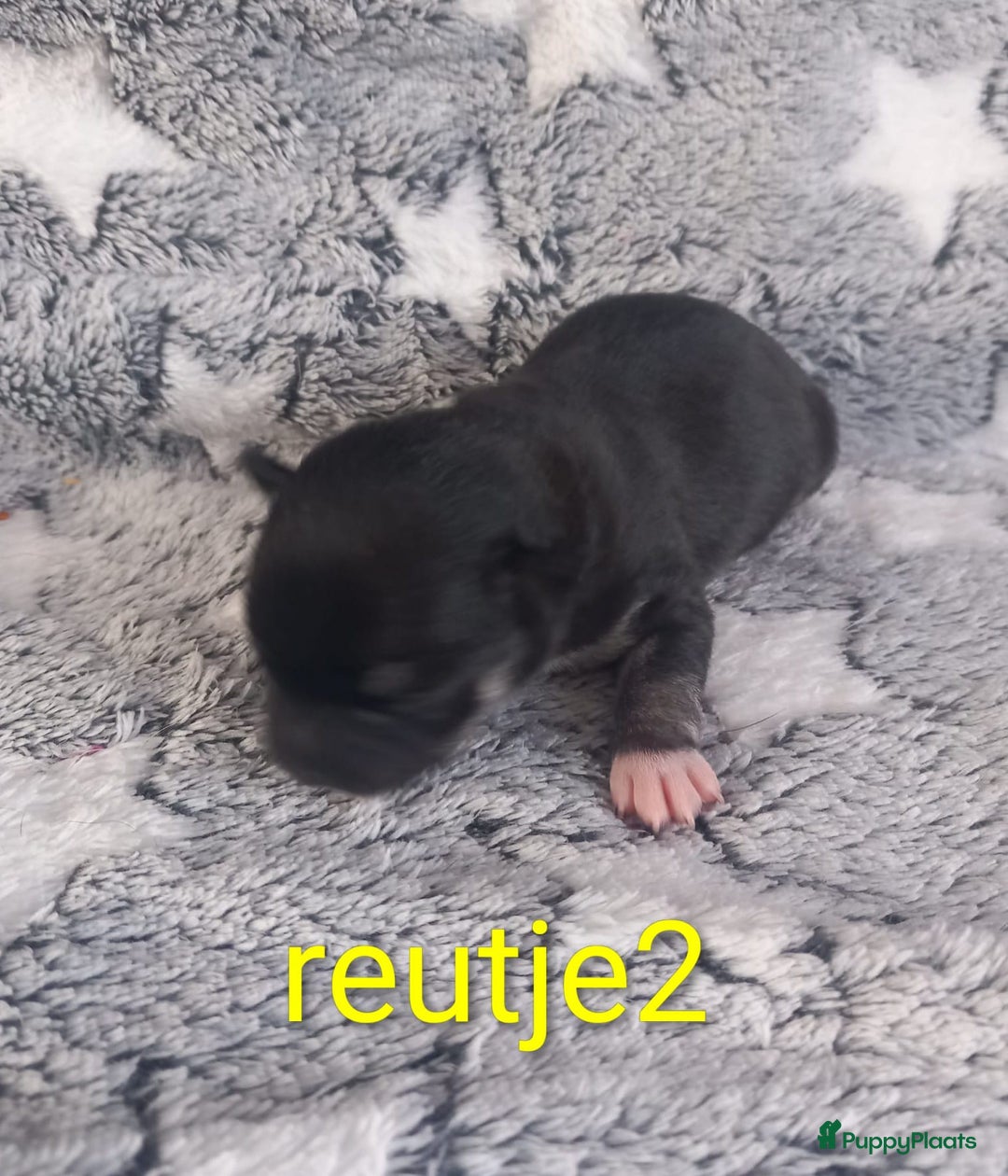 Chihuahua honden te koop: Raszuivere chihuahua pups - Advertentie 8