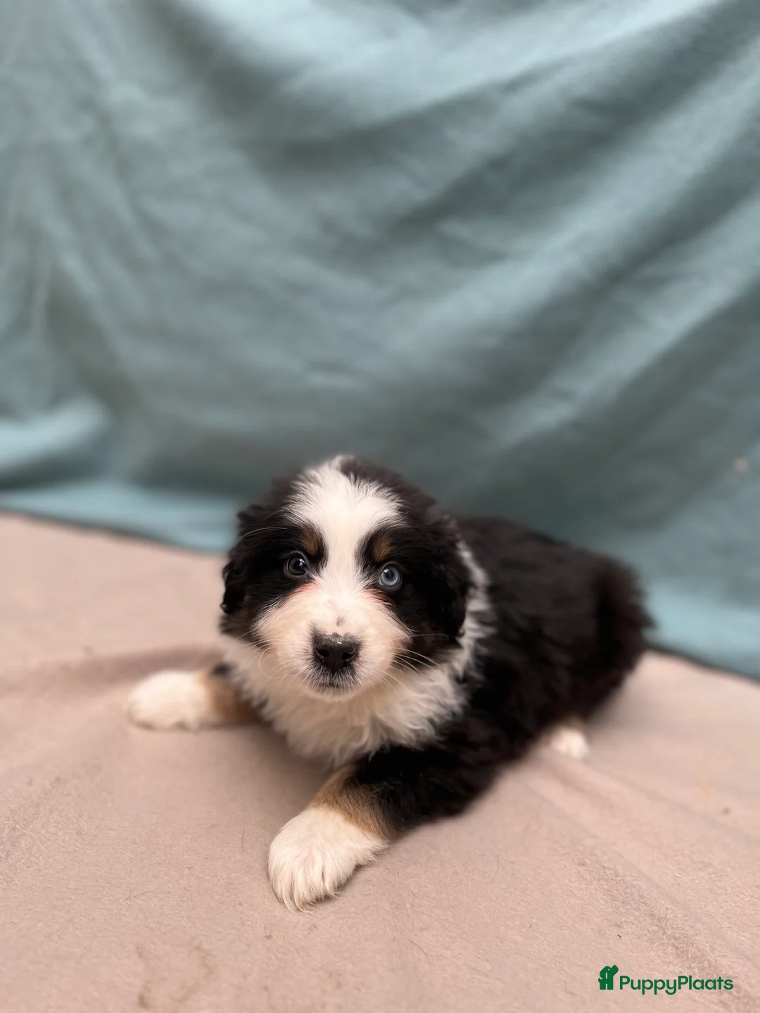 Australian Shepherd honden te koop: Mini australian shepherd  - Advertentie 4