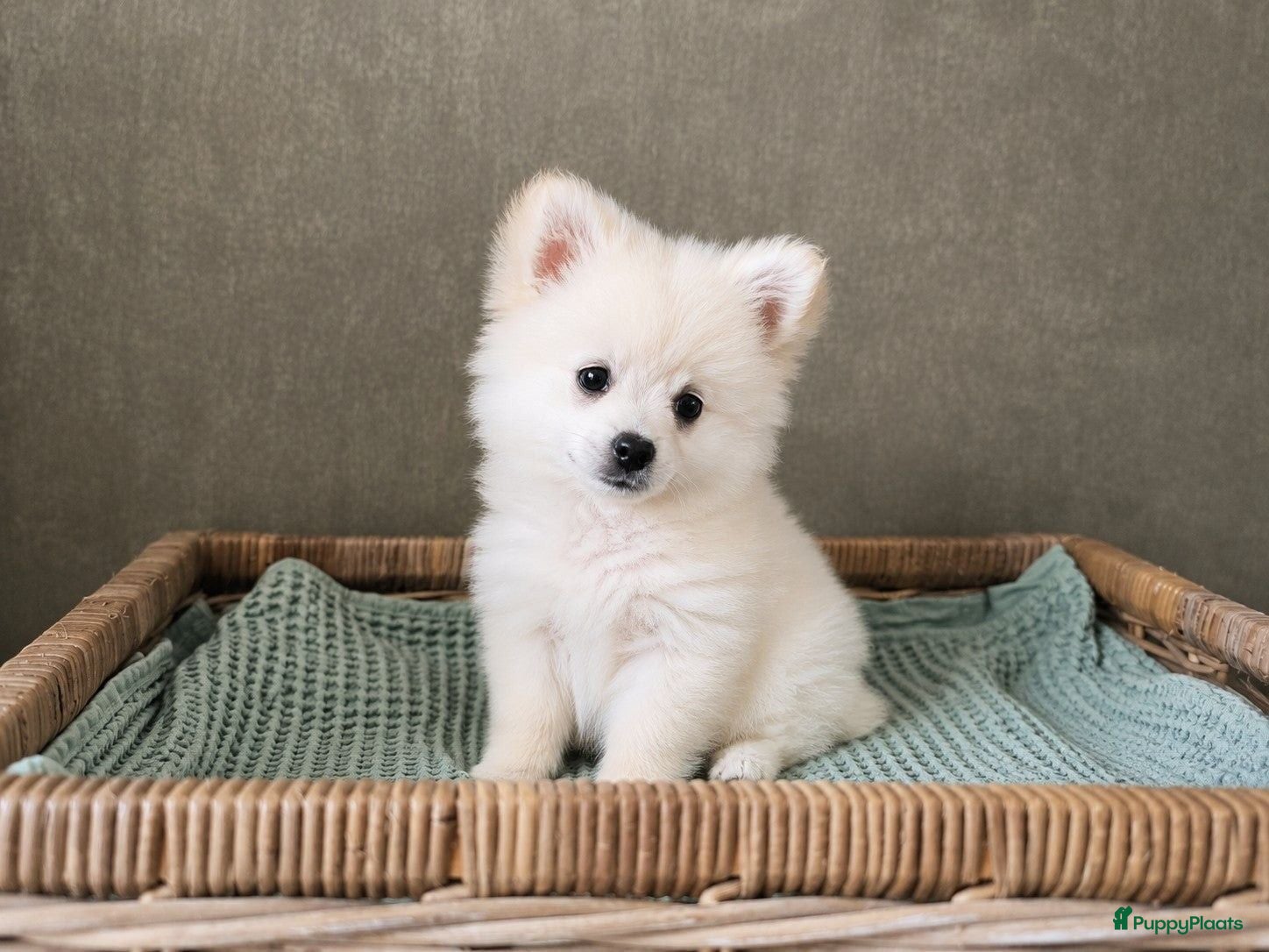 Kruising honden Poshi Pomeriaan x Sheltie (Shetland sheepdog) - Advertentie 17
