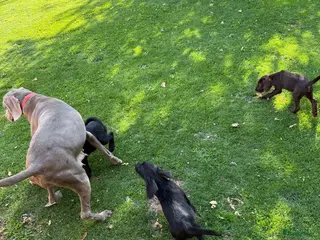 Kruising honden Weimaraner kruising - Advertentie 2