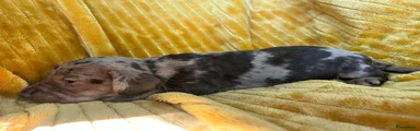 Lowietje