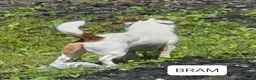 Jack Russel Terriër honden te koop: Speelse gezonde RASZUIVER JACK RUSSELpups LAAGBEEN - Advertentie 37