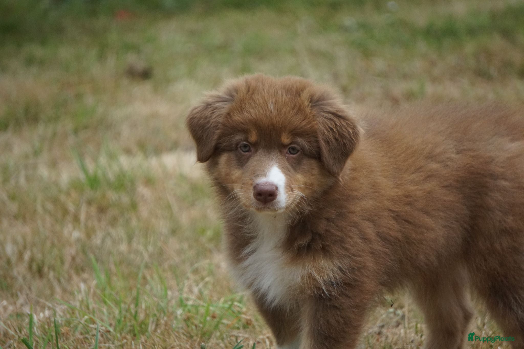 Australian Shepherd honden Australian shepherd pups - Advertentie 2