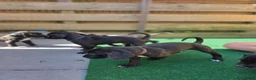 Kruising honden te koop: Prachtige Labradoodle x Dalmatiër puppy's! - Advertentie 15
