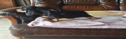 Dwergteckel honden te koop: Dwergteckel in Achtmaal - Advertentie 6