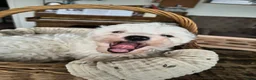 Maltipoo honden te koop: Zeer lieve maltipoo pups te koop - Advertentie 5