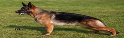 Duitse Herder honden te koop: Te koop  - Advertentie 3