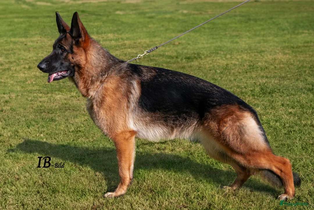 Duitse Herder honden te koop: Te koop  - Advertentie 3