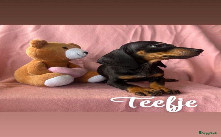 Teckel (korthaar)  honden - Advertentie 7