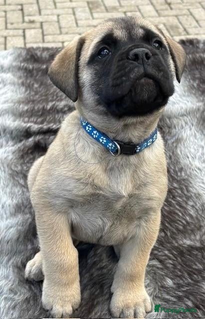 Bullmastiff honden Prachtige Bullmastiff Pups - Advertentie 2