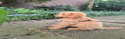 Labradoodle honden te koop: Labradoodle Pup Reu  in Maarssen - Advertentie 2