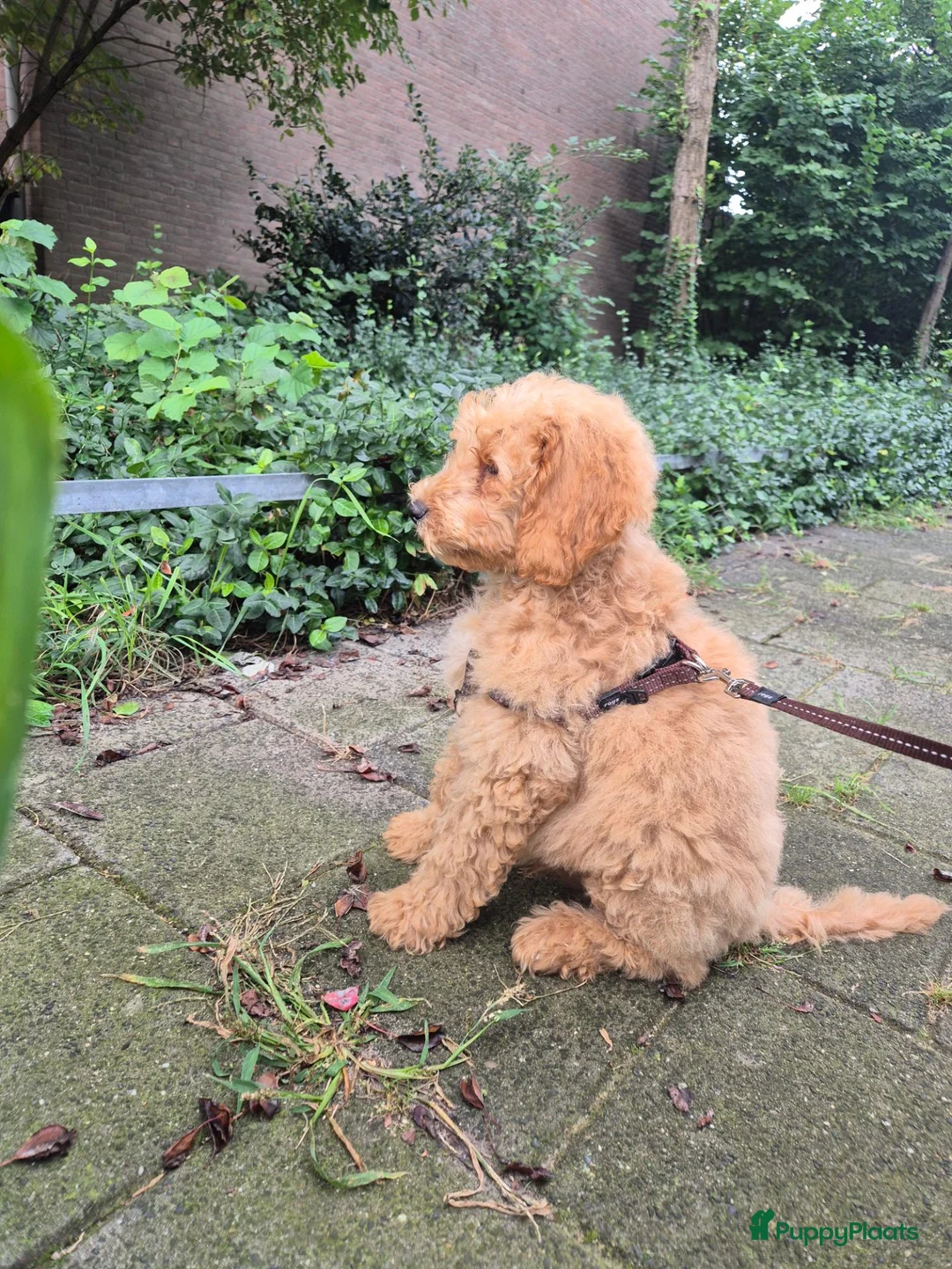 Labradoodle honden te koop: Labradoodle Pup Reu  in Maarssen - Advertentie 2