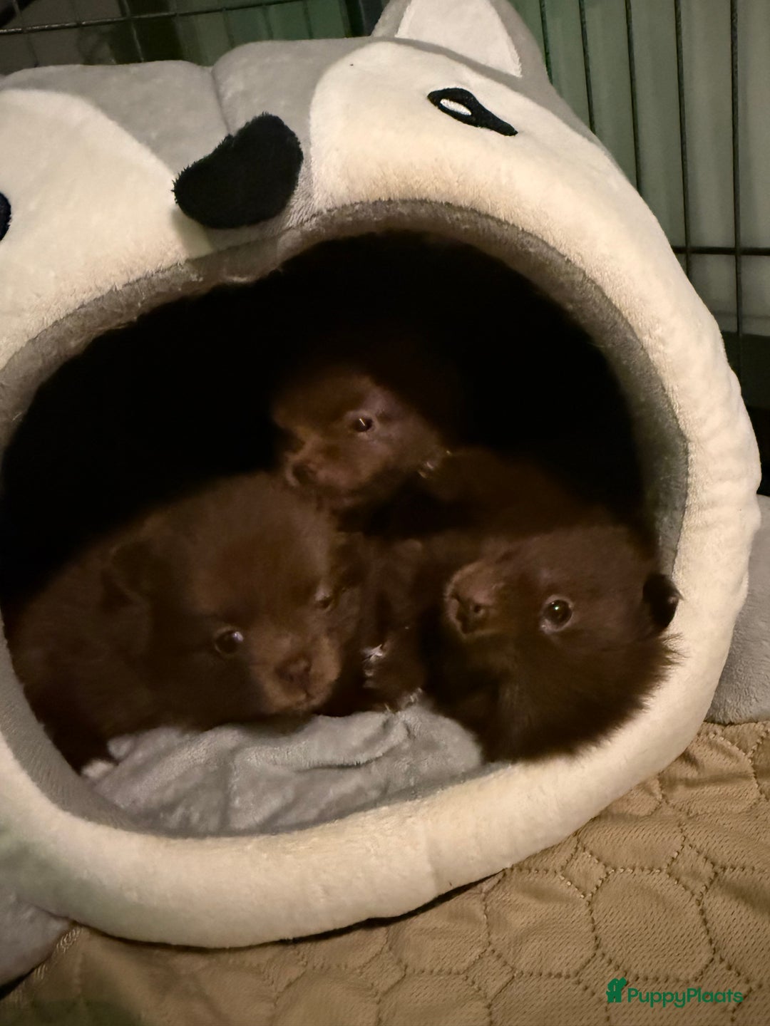 Pomeriaan honden te koop: 🐶 Choco Pomeranian Teefje  - Advertentie 3