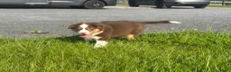 Australian Shepherd honden te koop: Miniature American shepherd reutjes - Advertentie 7