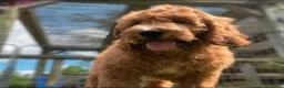 Labradoodle honden te koop: Kleine medium exclusieve blue eyes (F4 teefjes) - Advertentie 14