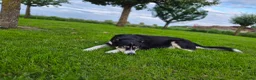 Berner Sennenhond honden te koop: Bernersennen pups  - Advertentie 11