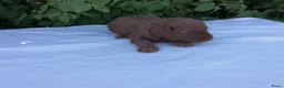 Kruising honden te koop: Rode Dwerg / Toy Poedel pups  - Advertentie 2