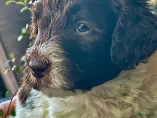 Australian Labradoodle honden Australian labradoodle bruin en bruin / bont! - Advertentie 1