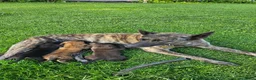 Kruising honden te koop: Hollandse Herder X Labrador pups zoeken baasje! - Advertentie 5