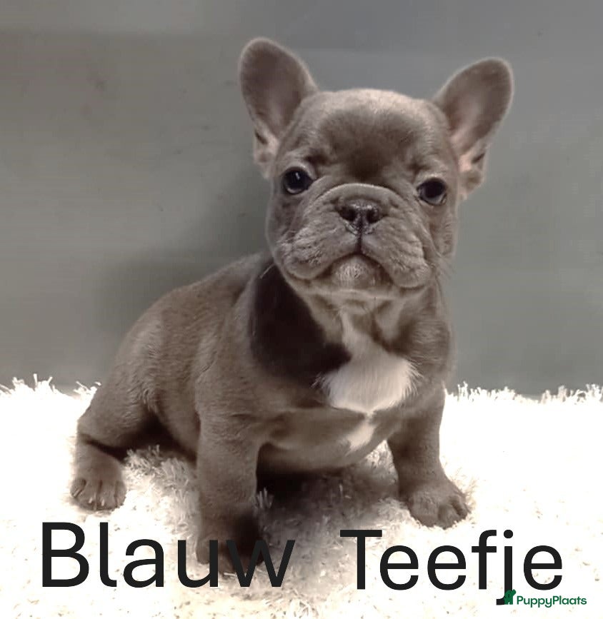 Franse Bulldog honden Franse Bulldog Pups mooie kleurtjes - Advertentie 1