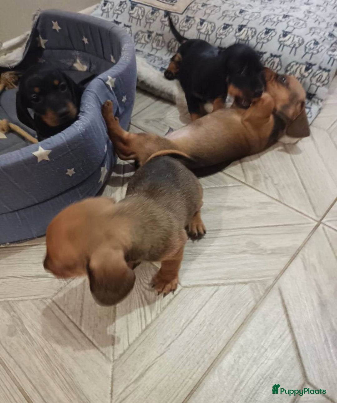 Teckel (korthaar)  honden te koop: Teckel puppy’s  - Advertentie 2