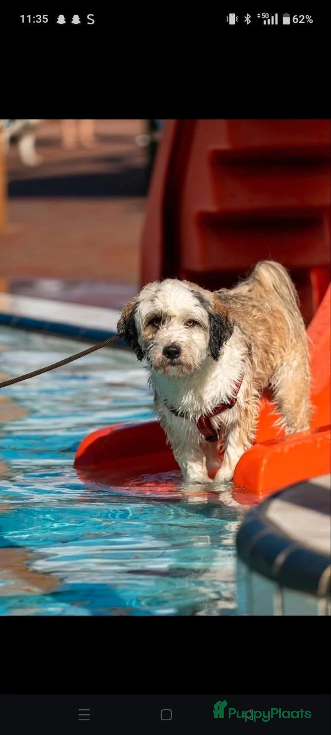 Tibetaanse Terriër honden te koop: Raszuivere Tibetaanse Terriër pups  - Advertentie 14
