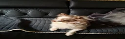 Pomchi honden te koop: Pomchi pups te koop - Advertentie 12