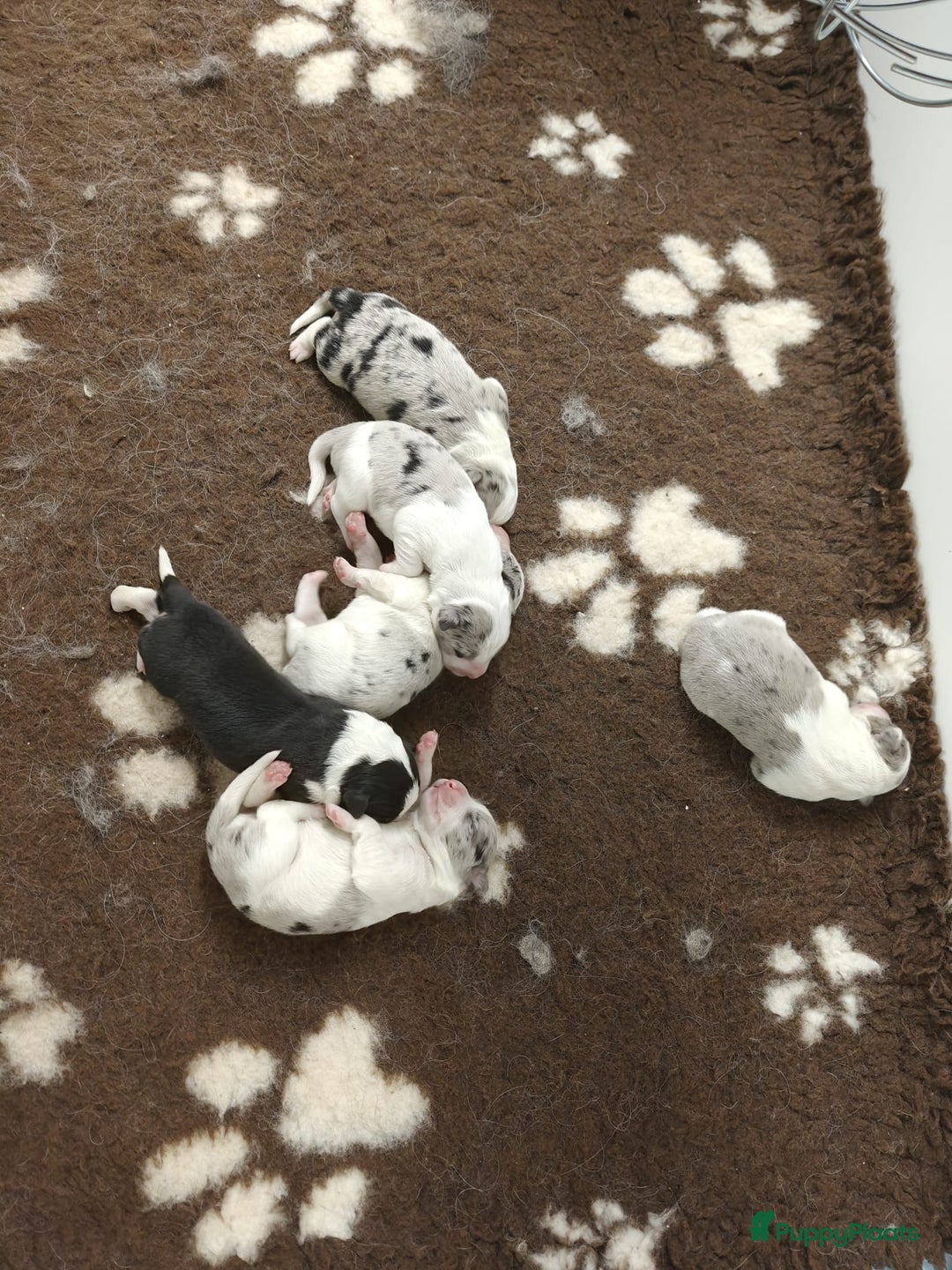 Border Collie honden te koop: Prachtig nestje blue merle bordercollie pups - Advertentie 1
