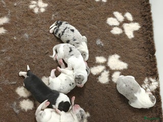 Border Collie honden Prachtig nestje blue merle bordercollie pups - Advertentie 12