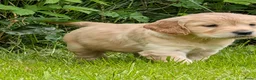 Kruising honden te koop:  Goldencocker pups goldenretriever x engelsecocker - Advertentie 6