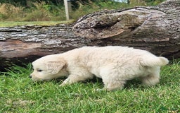Golden Retriever honden te koop: Prachtige golden retriever pups stamboom  - Afbeelding 7