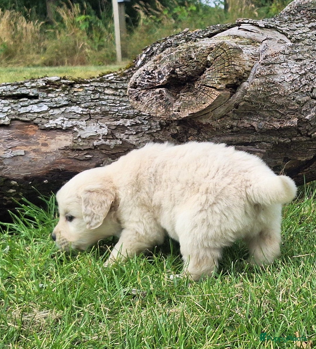 Golden Retriever honden te koop: Prachtige golden retriever pups stamboom  - Afbeelding 7