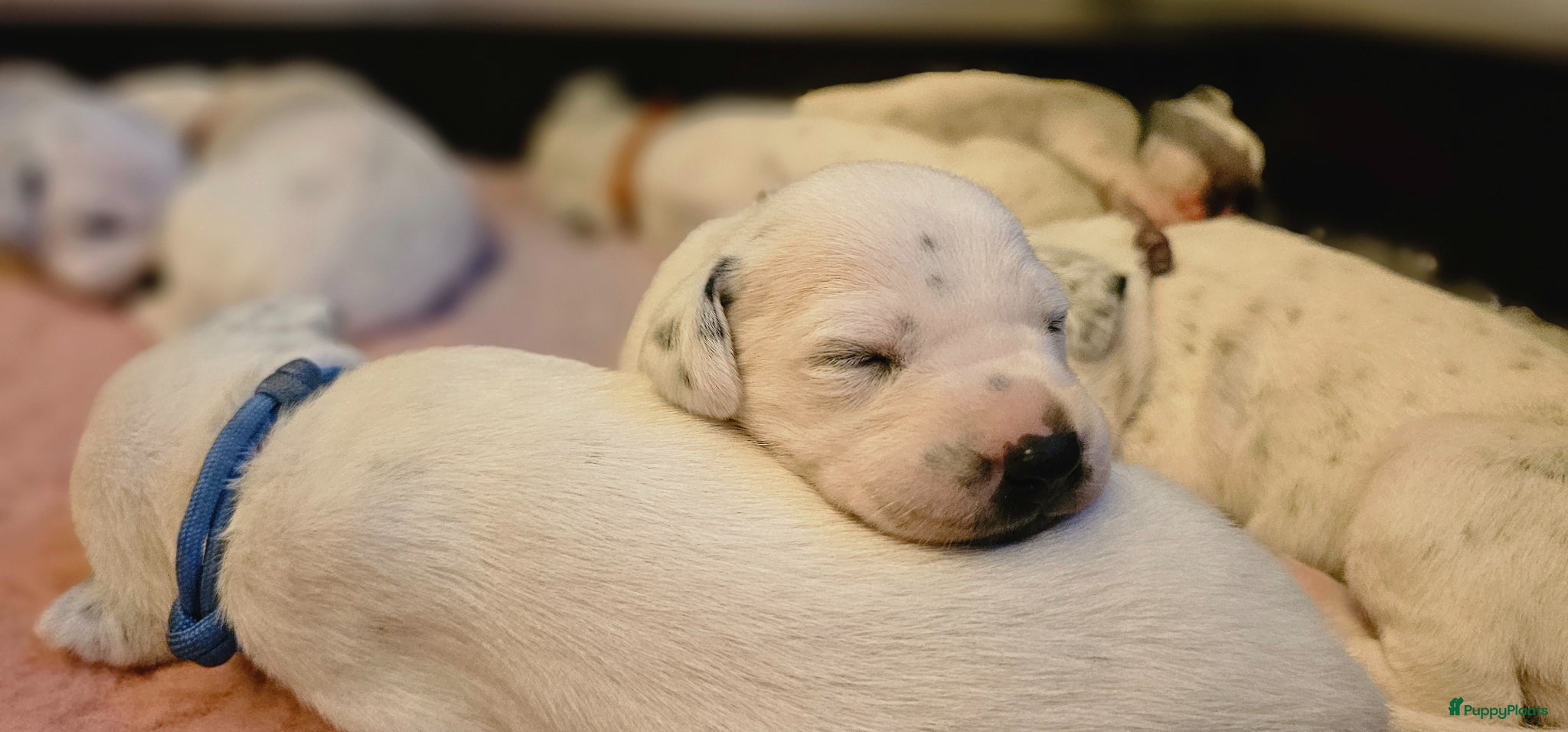 Dalmatiër honden Dalmatiër pups met stamboom  - Advertentie 1