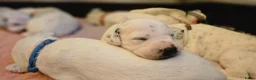 Dalmatiër honden te koop: Dalmatiër pups met stamboom  - Advertentie 7