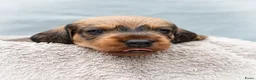 Ruwhaar Teckel honden te koop: Prachtige Ruwharige Teckel pups - Advertentie 10