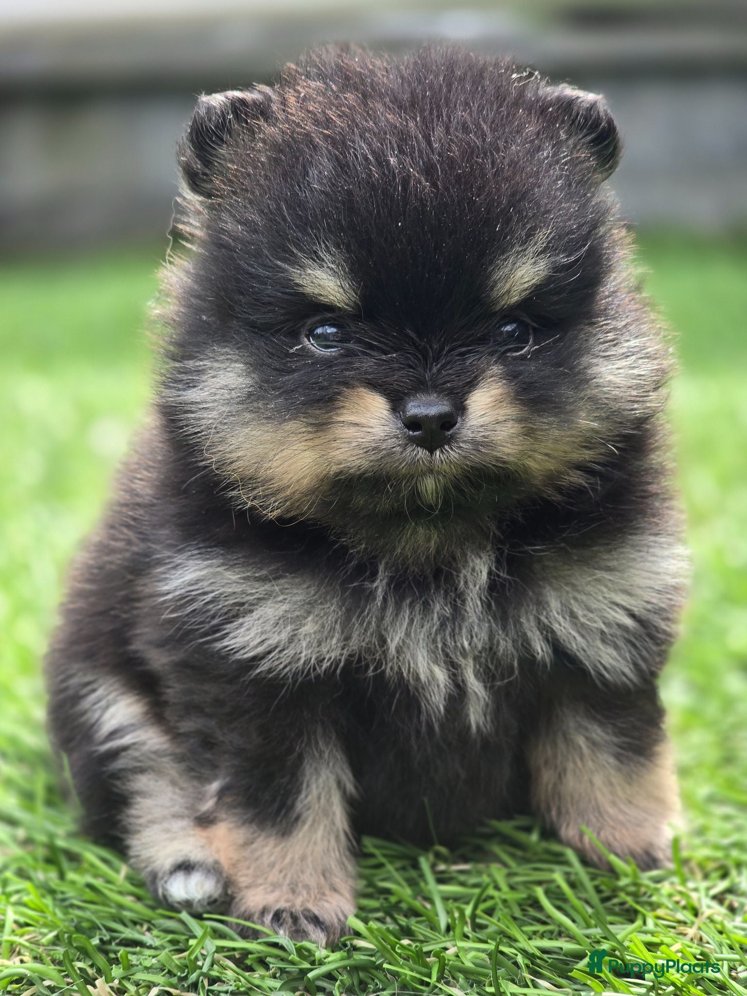 Pomeriaan honden Te koop prachtige Black and ten pomeriaan pups - Advertentie 2