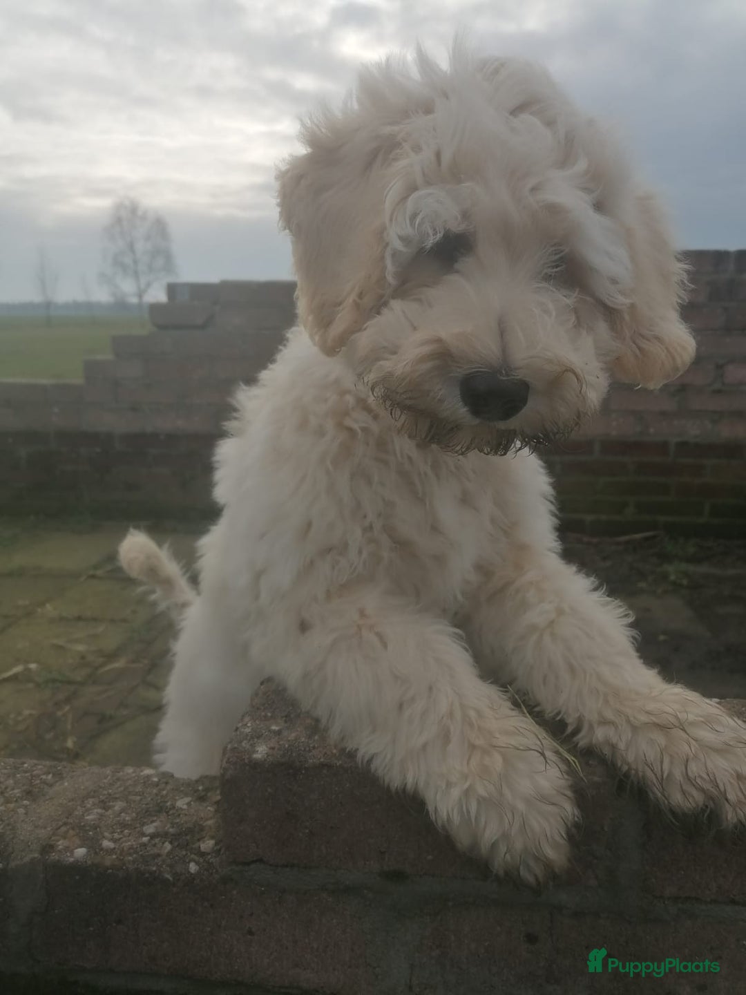 Australian Labradoodle honden te koop: Labradoodle medium ( Australian ) - Advertentie 25