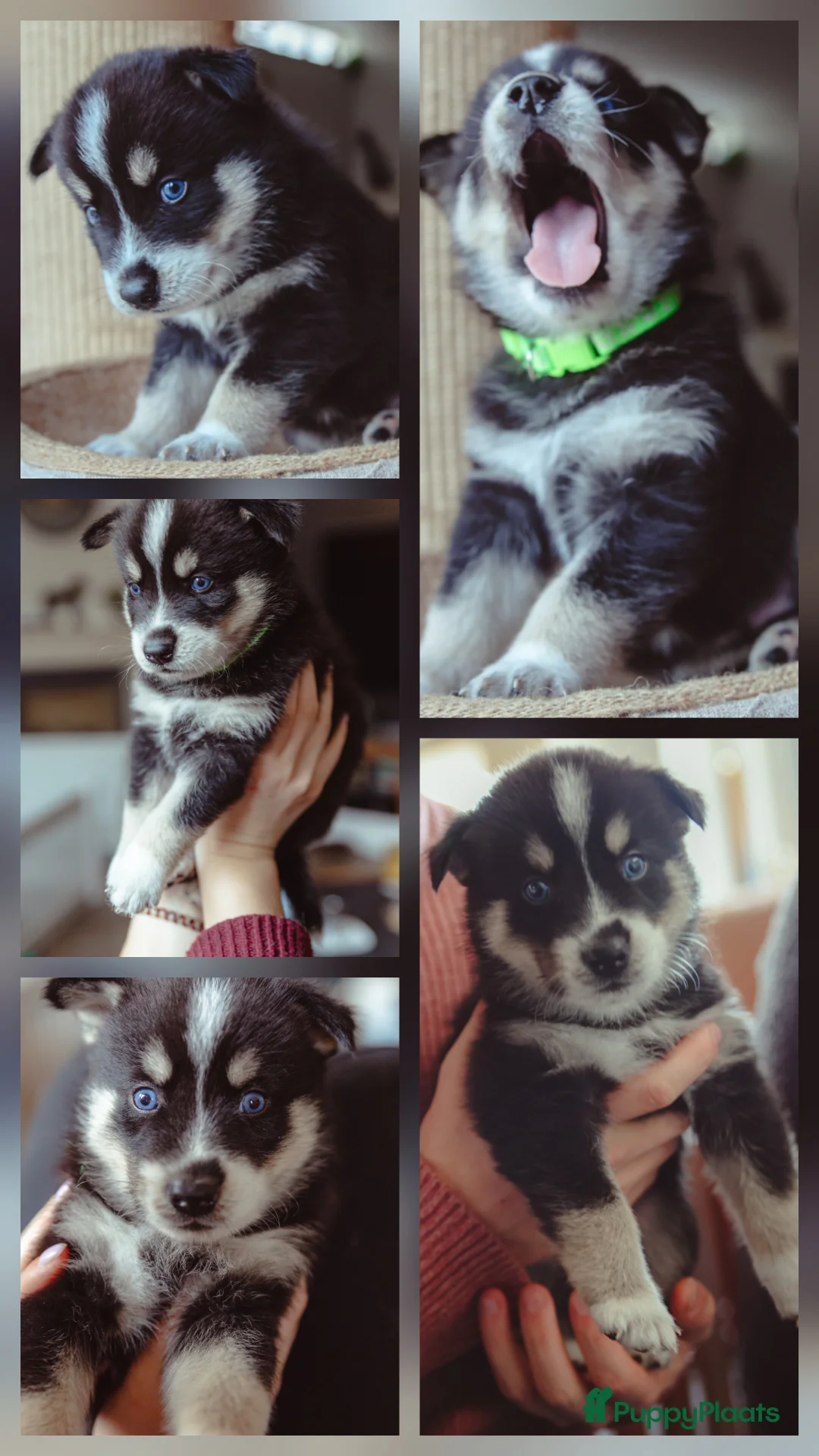 Pomsky honden te koop: Pomsky puppy's  met Husky looks - Advertentie 4