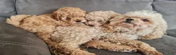 Maltipoo honden te koop: Prachtige, gesocialiseerde Maltipoo x poedel pups - Advertentie 5