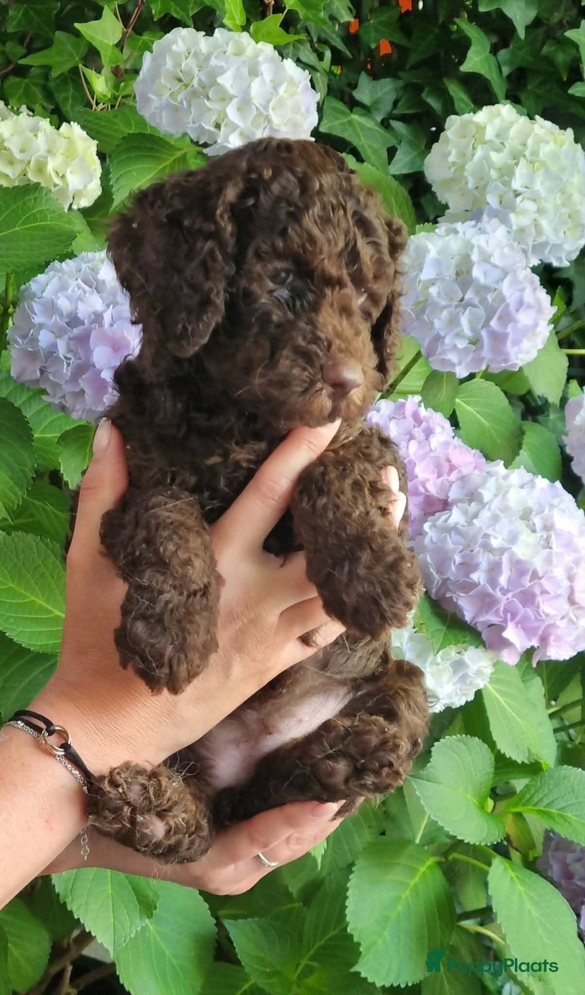 Australian Labradoodle honden Australian Labradoodle pups - Advertentie 2